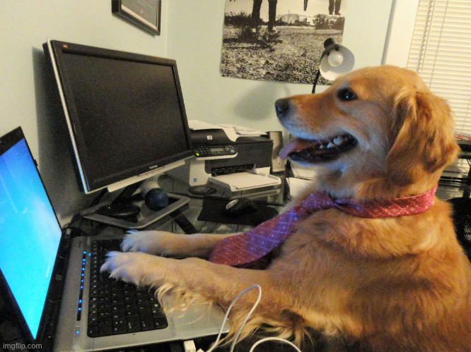 MEME perro usando computadora